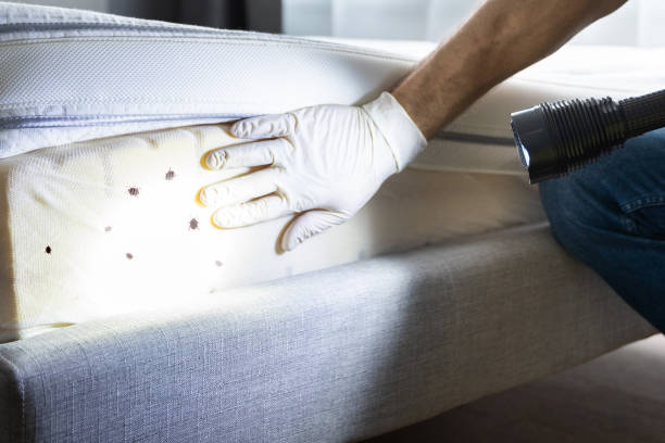 Pest Control Cost in Hedwig Village, TX