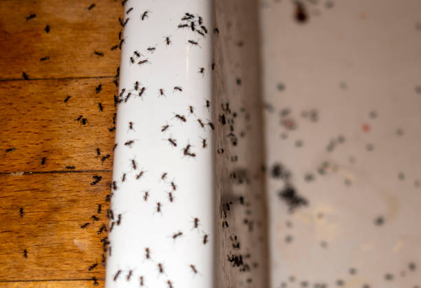 Best Pest Prevention Services  in Hedwig Village, TX