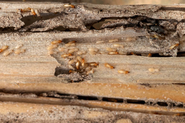 Best Affordable Pest Control Services  in Hedwig Village, TX